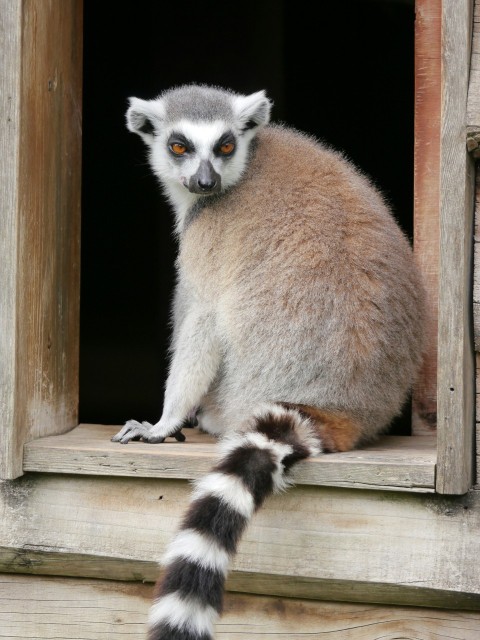 a lemur looking out of a wooden window