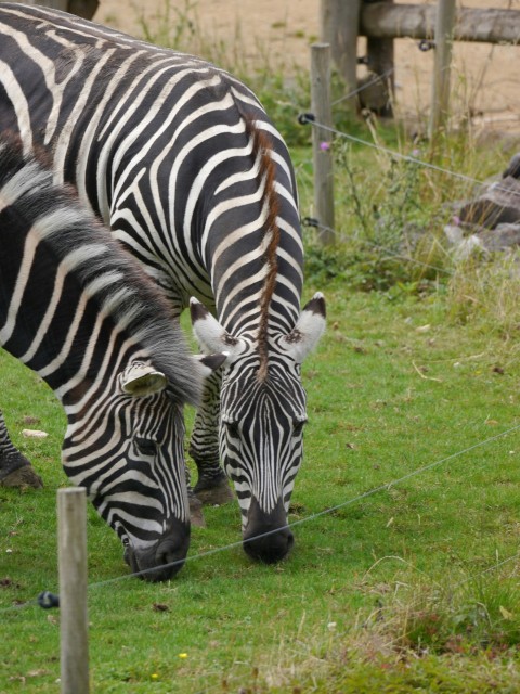 a couple of zebra standing on top of a lush green field