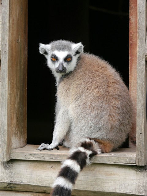 a ring tailed lemur looking out of a window