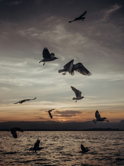 a flock of birds flying over a body of water