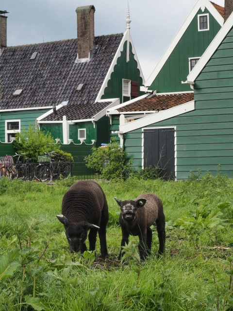 a couple of animals that are standing in the grass