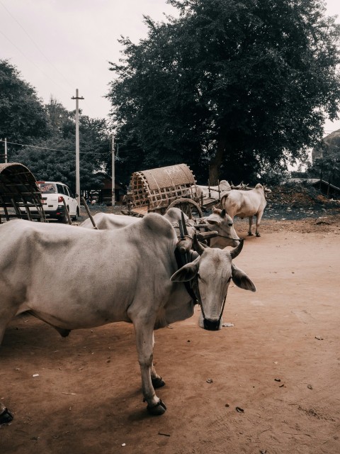 a cow standing in the middle of a dirt road