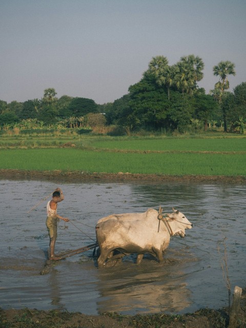 a man standing next to a cow in a body of water