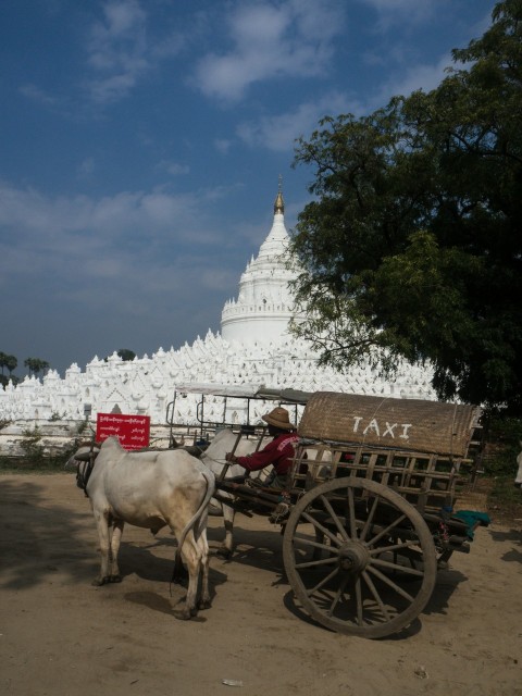 a cow pulling a cart with a person on it