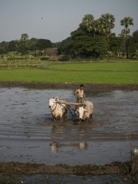 a man plowing a field with two oxen