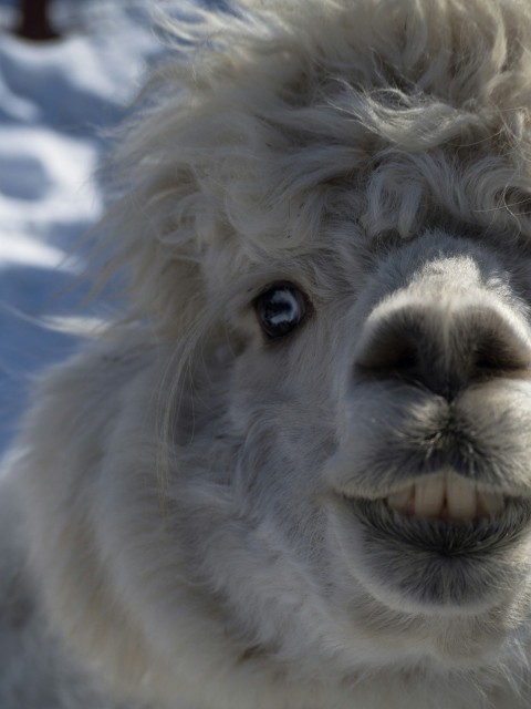 a close up of a llama in the snow