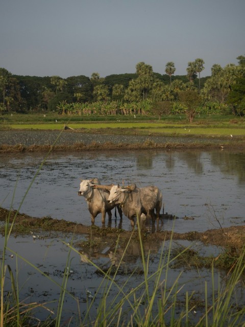 a group of animals that are standing in the water