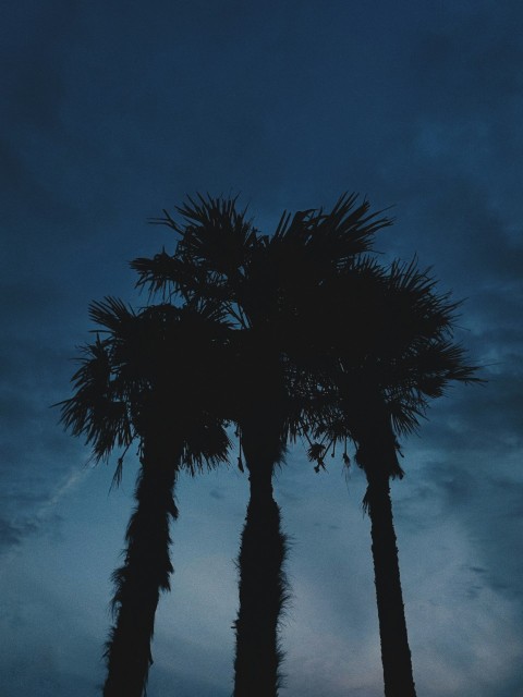 a couple of palm trees standing next to each other