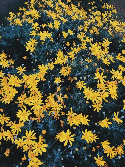 a large group of yellow flowers in a field nwy_2Fm