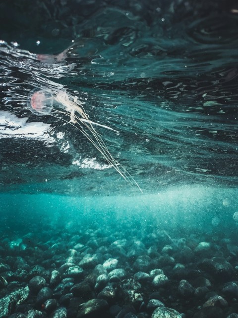 a bunch of rocks under the water