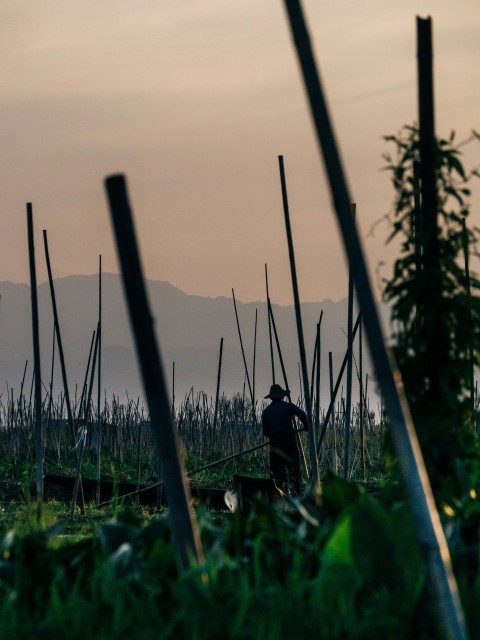 a man standing in a field next to a forest QFEReywg