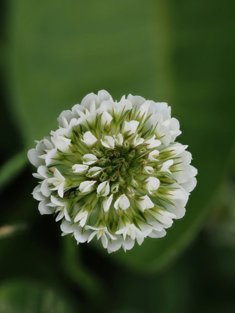 a white flower with green leaves in the background