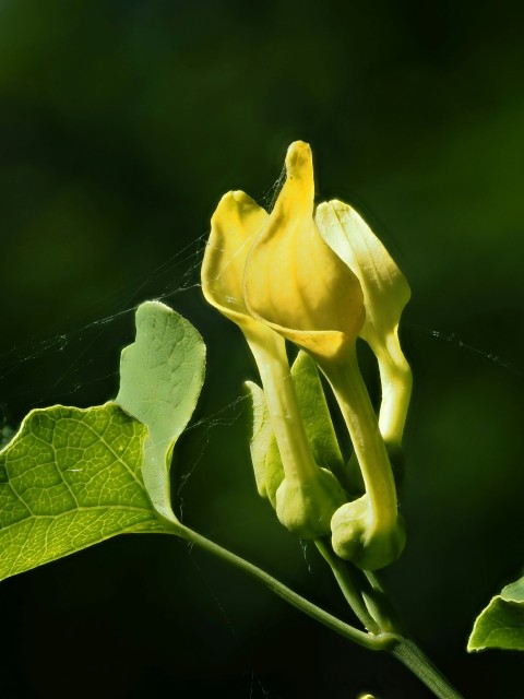 a close up of a yellow flower on a plant