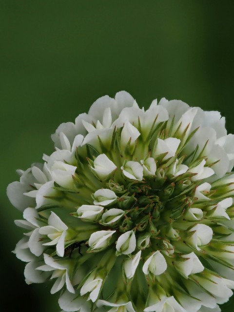 a close up of a white flower with a green background