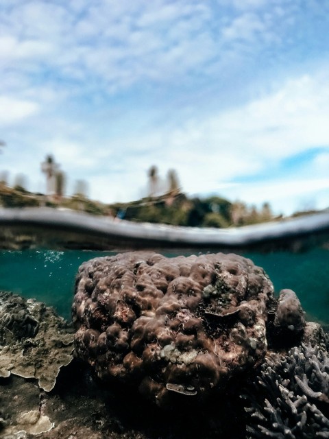 an underwater view of a coral reef with a boat in the background