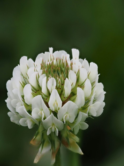 a close up of a white flower with a blurry background