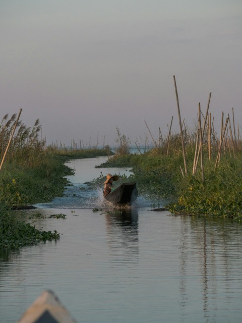 a boat traveling down a river next to tall grass