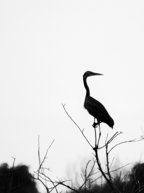 a black bird sitting on top of a tree branch