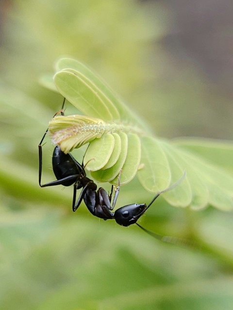 a couple of black bugs standing on top of a green leaf F9V3Vm