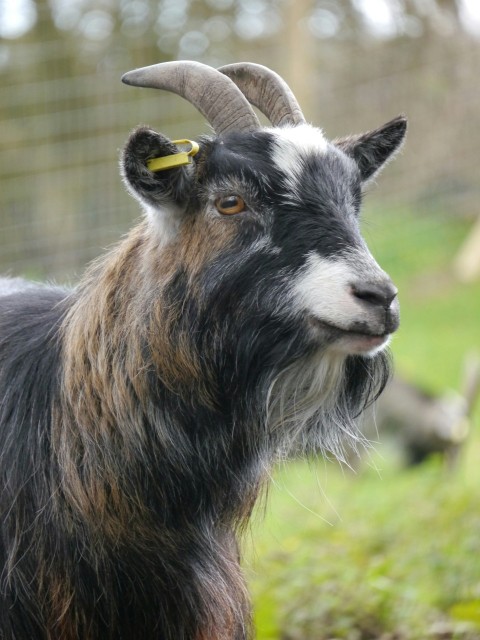 a close up of a goat near a fence