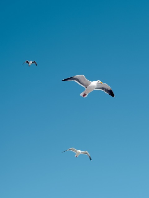 a flock of seagulls flying through a blue sky