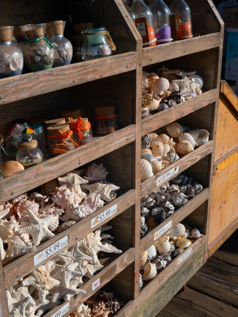 a wooden shelf filled with lots of sea shells