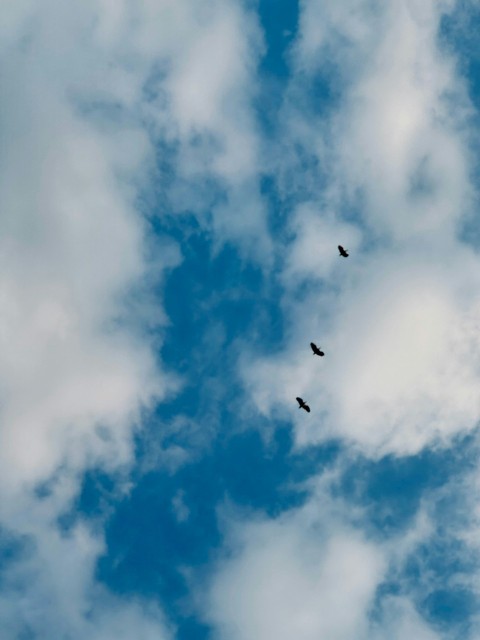 a flock of birds flying through a cloudy blue sky