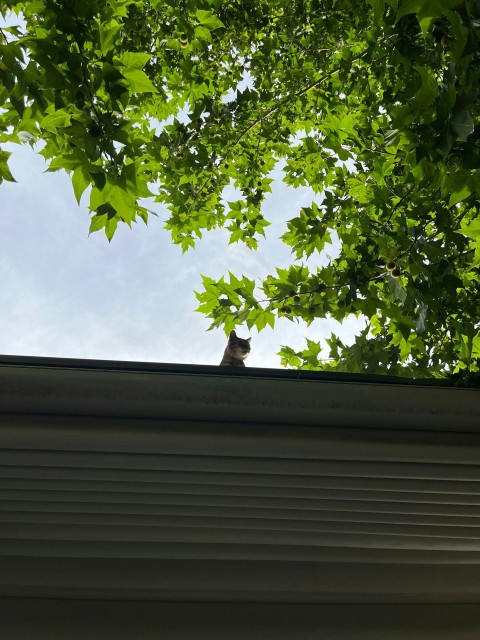 a cat is sitting on the roof of a house