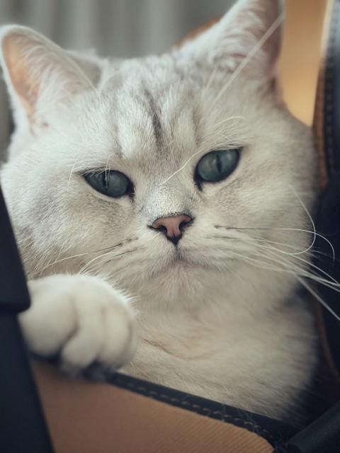 a white cat with blue eyes sitting in a chair