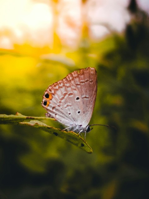 a butterfly sitting on top of a green leaf