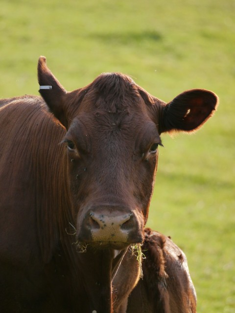 a brown cow standing on top of a lush green field