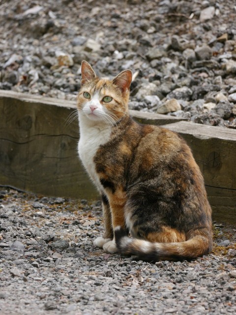 a cat sitting on the ground next to a wooden fence KVIDyFY