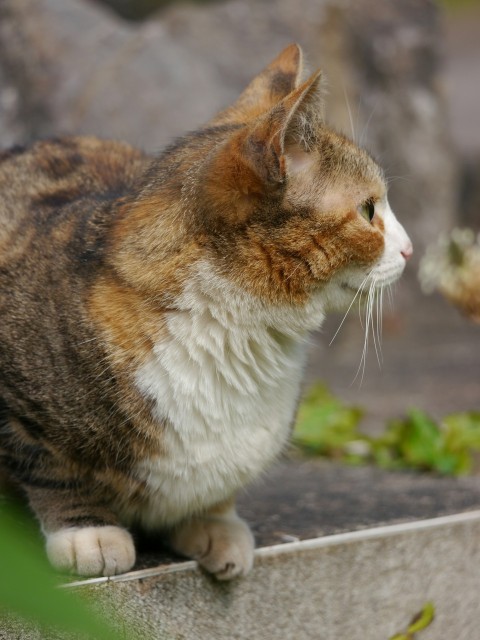 a cat sitting on a ledge looking at something STaxc