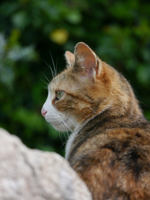 a close up of a cat sitting on a rock