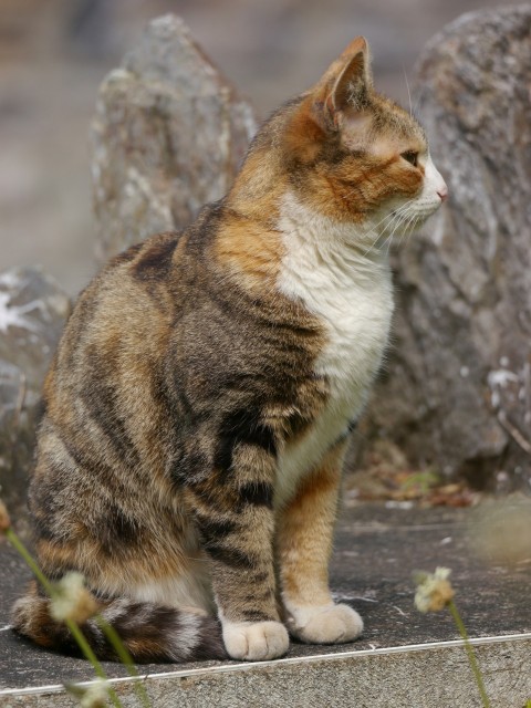 a cat sitting on a ledge in front of some rocks