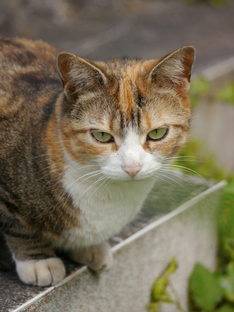 a cat that is sitting on a ledge