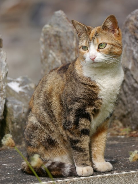 a cat sitting on a ledge in front of some rocks