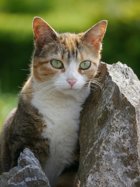 a cat sitting on top of a large rock