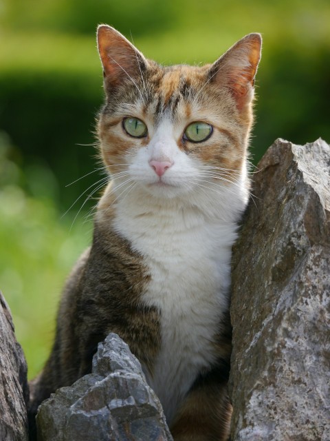 a cat sitting on top of a pile of rocks