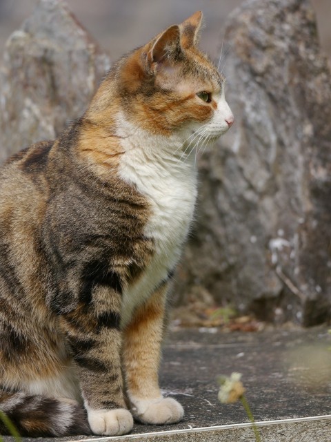 a cat sitting on a ledge in front of some rocks