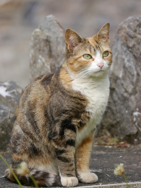 a cat that is sitting on the ground