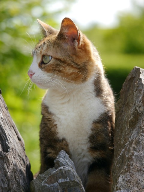 a cat sitting on top of a tree stump