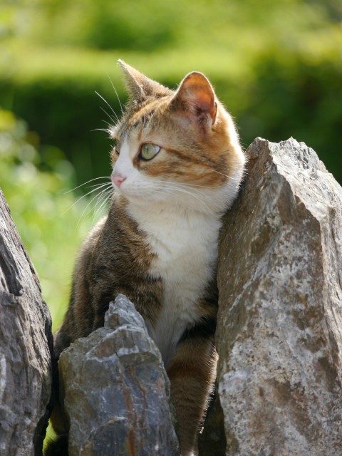 a cat sitting on top of a pile of rocks