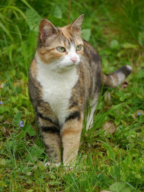 a cat that is walking in the grass