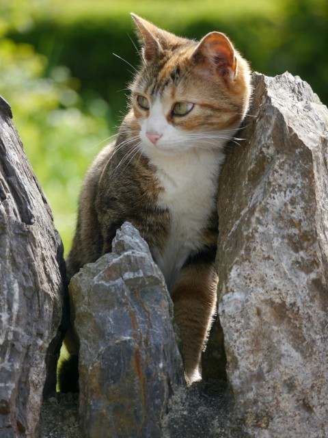 a cat sitting on top of a pile of rocks