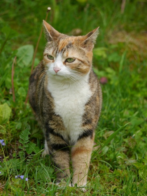 a cat standing in the grass looking at the camera