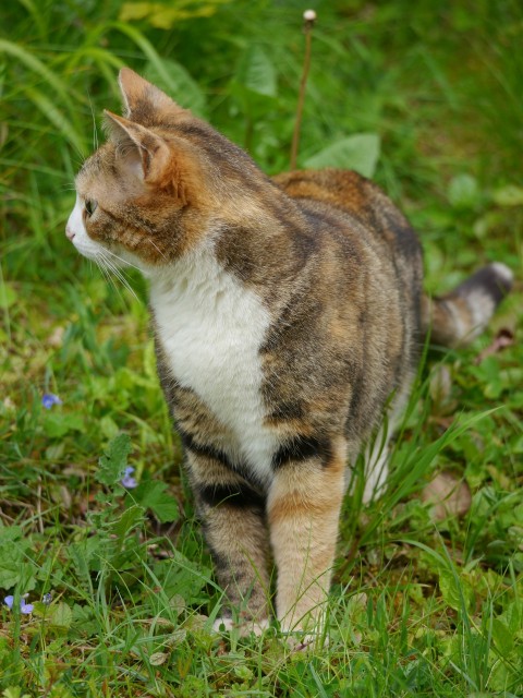 a cat standing in a field of green grass