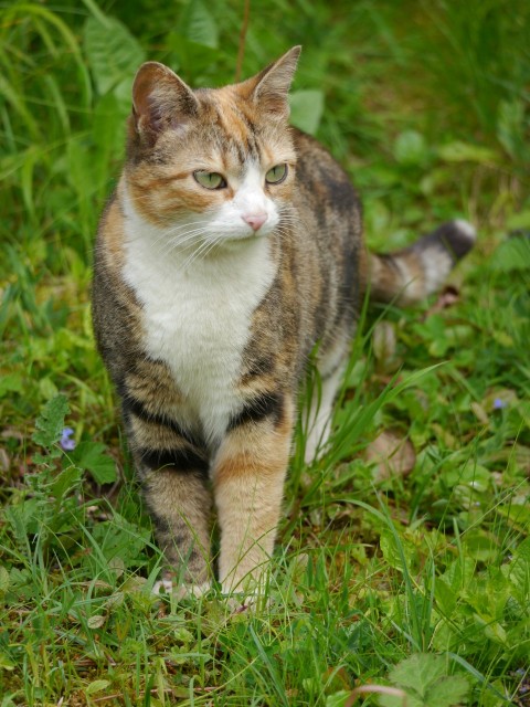 a cat that is walking in the grass