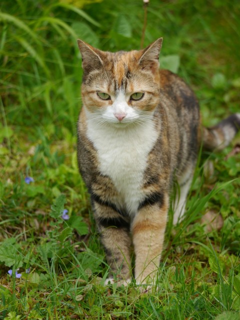 a cat that is walking in the grass