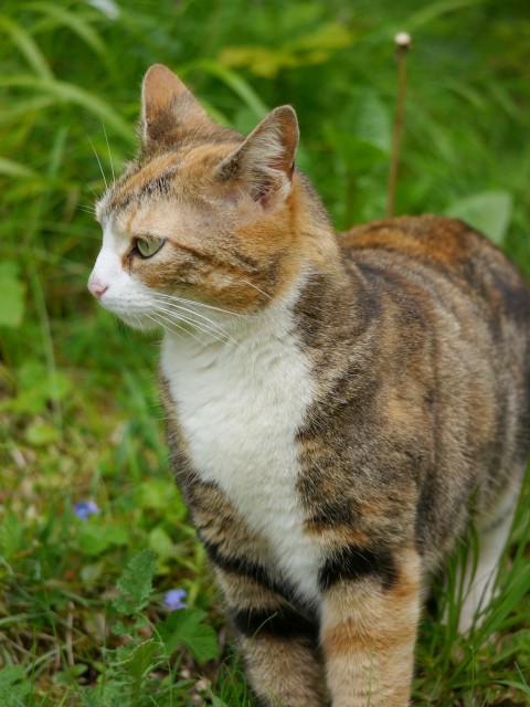 a cat standing in a field of grass t_Kmg